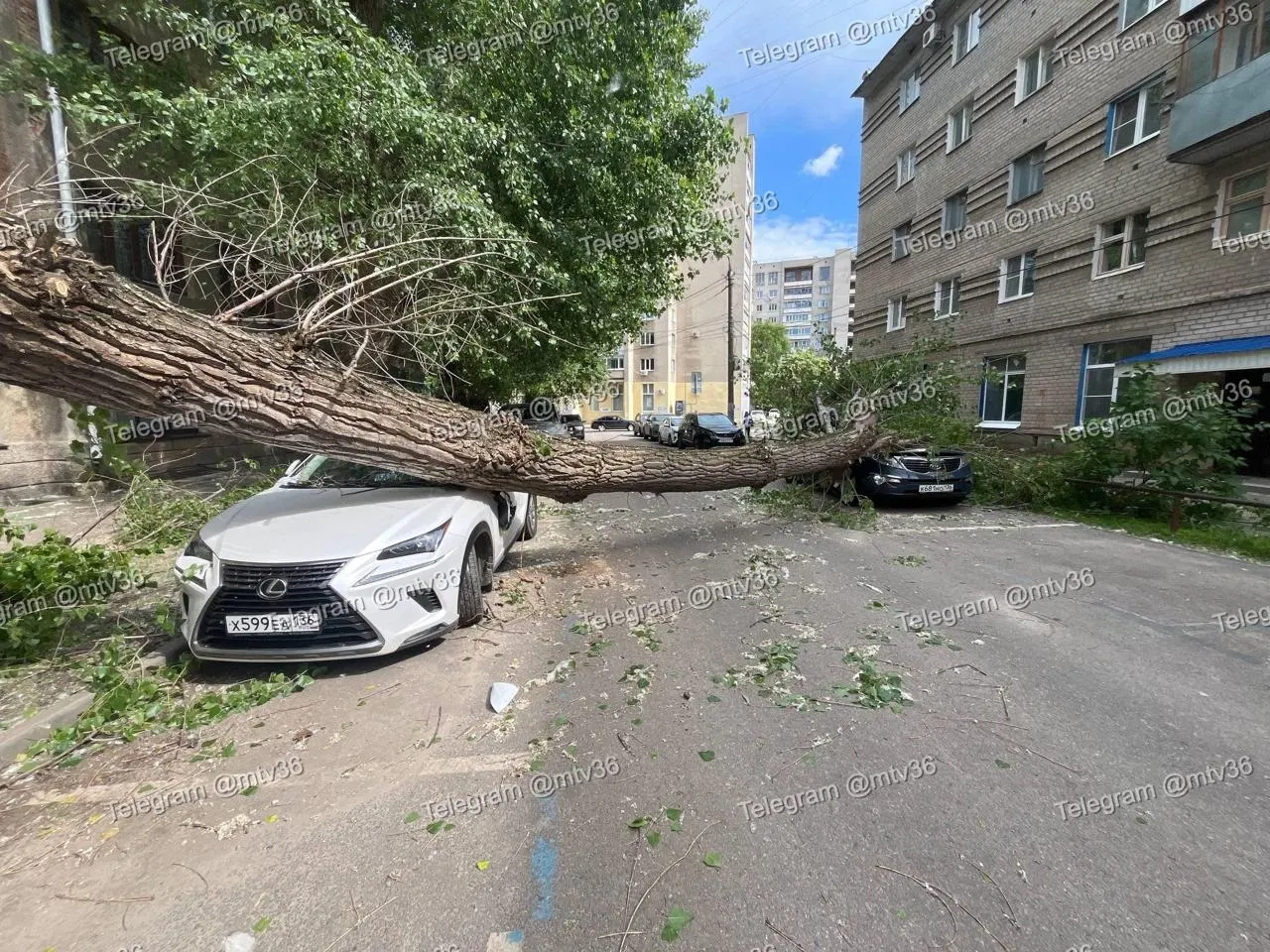 Во вторник, 26 мая, во дворе дома на улице Куцыгина упало дерево — повреждены две иномарки. Люди не пострадали.