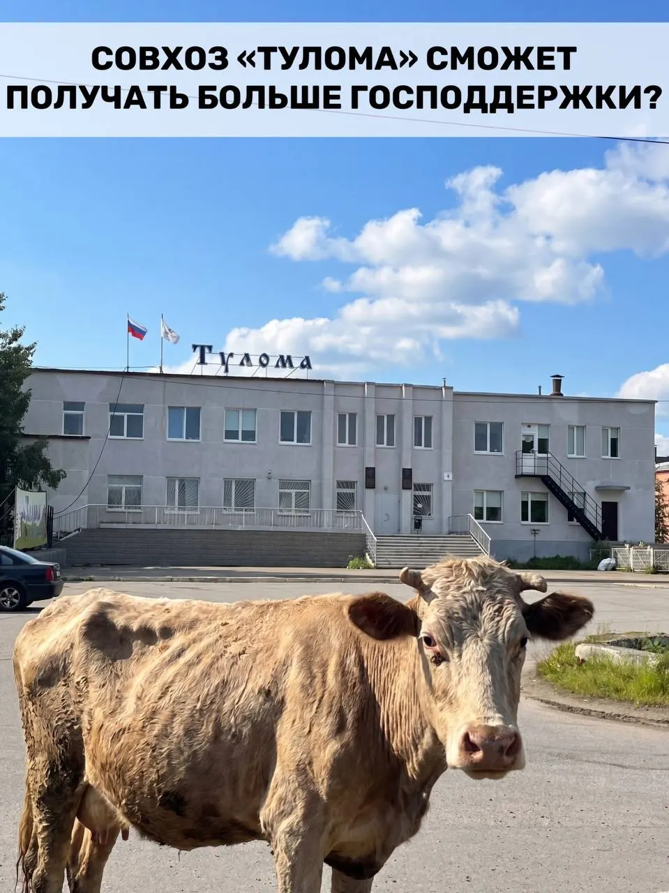 Правила субсидирования молочных хозяйств изменили: теперь поддержку смогут получать и предприятия с долей гос или муниципальной собственности свыше 25%. Для Мурманской области это важно — но успеет ли помощь дойти до проблемных хозяйств вовремя?