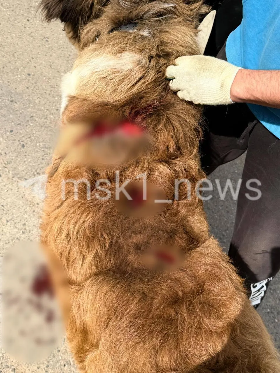 В деревне Большаково хозяин овчарки пытался зарубить годовалого сенбернара мачете. Пса прооперировали — через несколько дней станет ясно, сможет ли он снова ходить.