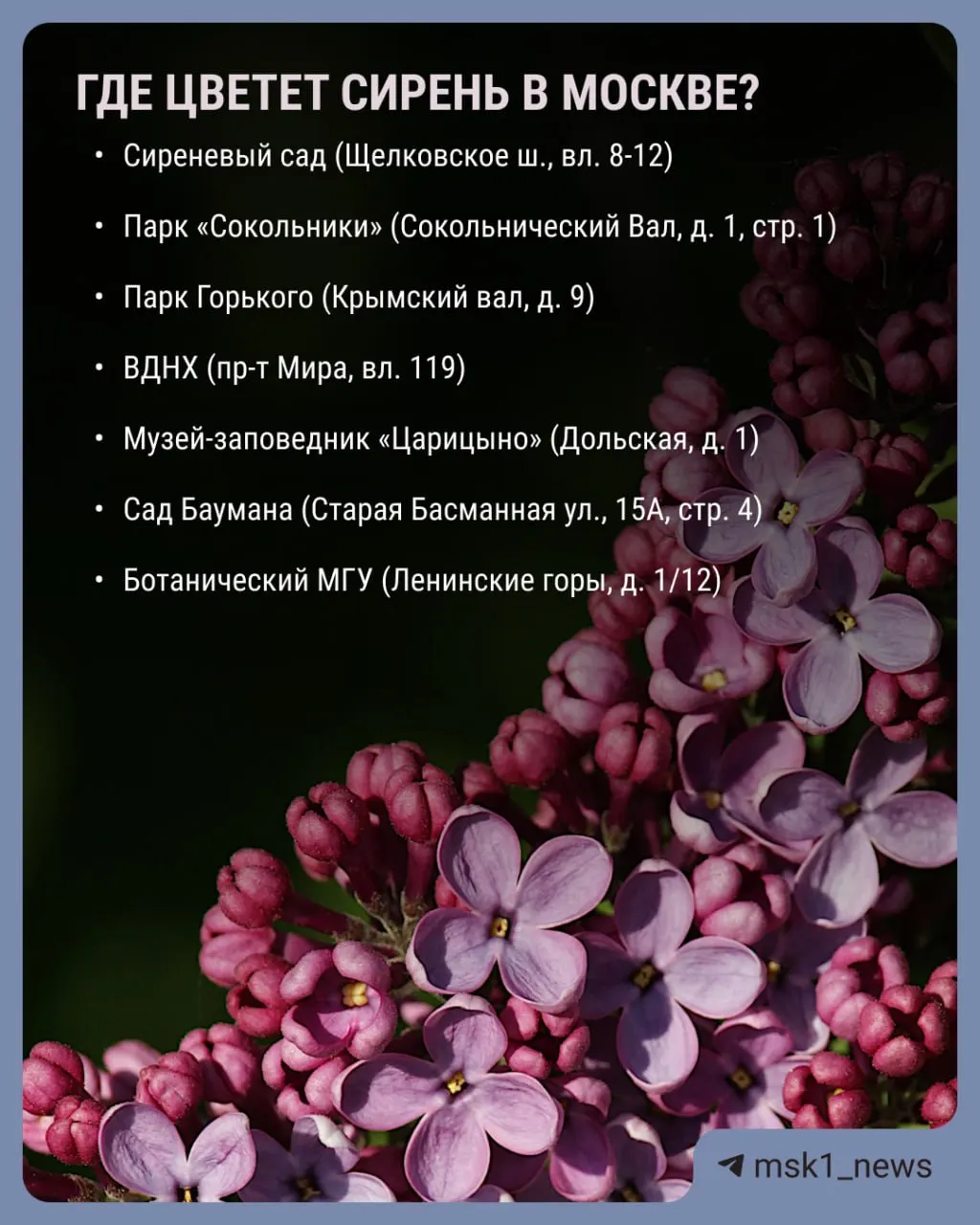 В столице массово зацветают яблони, груши, вишни, сирень и декоративные кустарники. В Измайловском парке рядом с «Арт-парком» и у большого колеса — особенно эффектные деревья, некоторым около 50–70 лет. Чубушник ожидается в конце мая.
