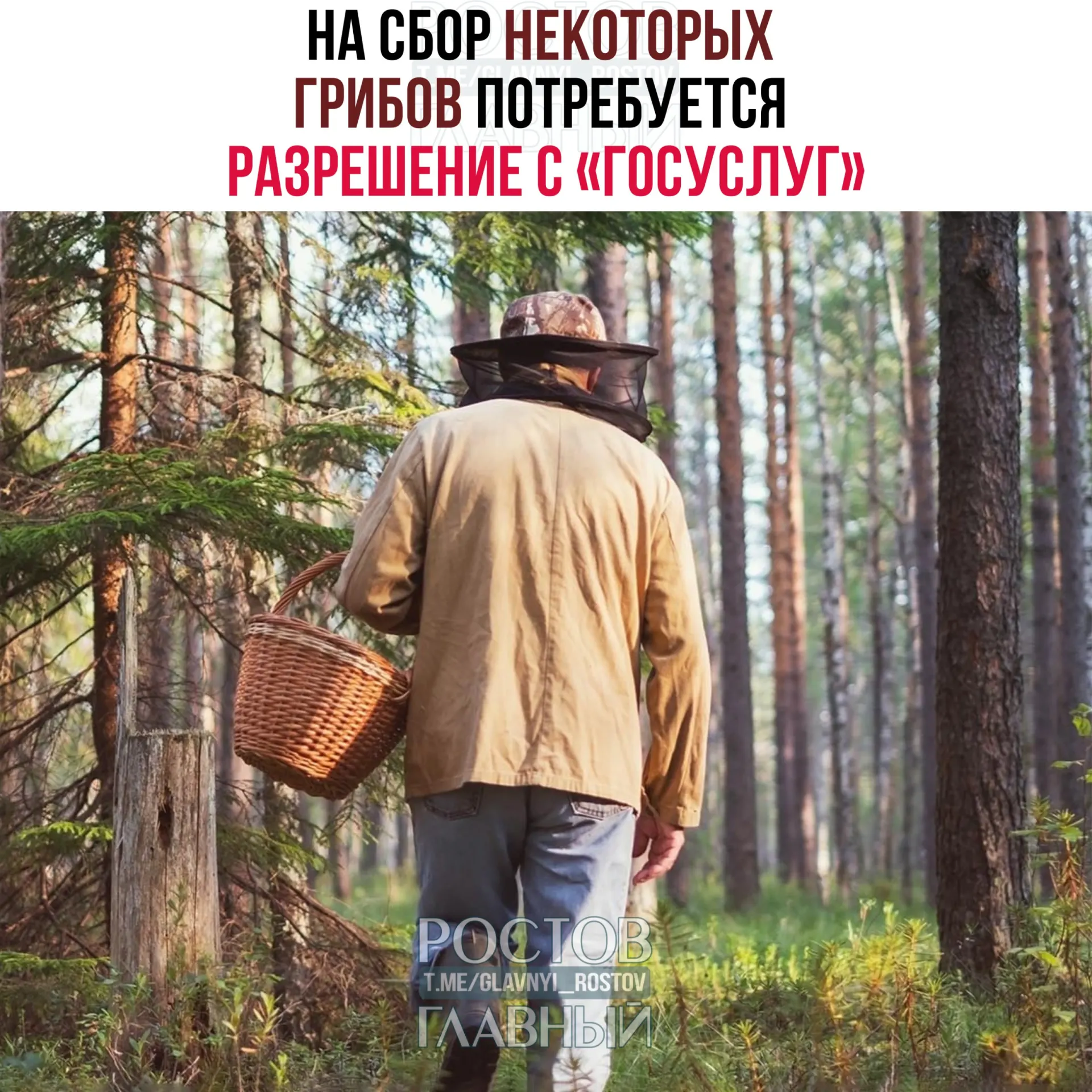 С 1 сентября 2027 года для сбора некоторых редких видов грибов потребуется электронный пропуск, оформляемый через «Госуслуги». Заявки будут рассматривать до 15 дней; сбор краснокнижных грибов без разрешения грозит уголовной ответственностью.