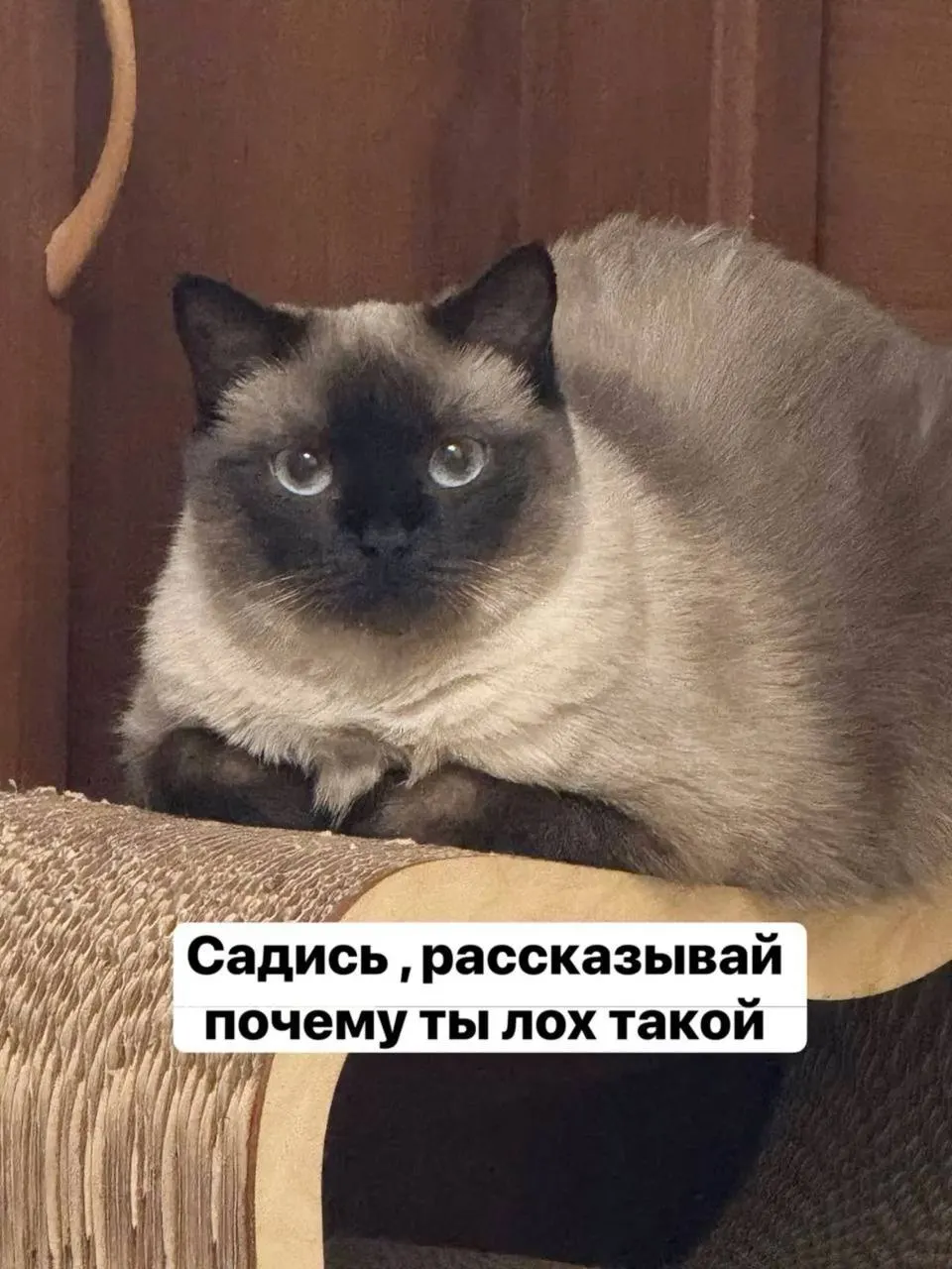 Мошенники, представившиеся сотрудниками госорганов, через видеозвонок заметили крупную сумму в квартире и обманом добились передачи денег курьеру под предлогом «декларирования».