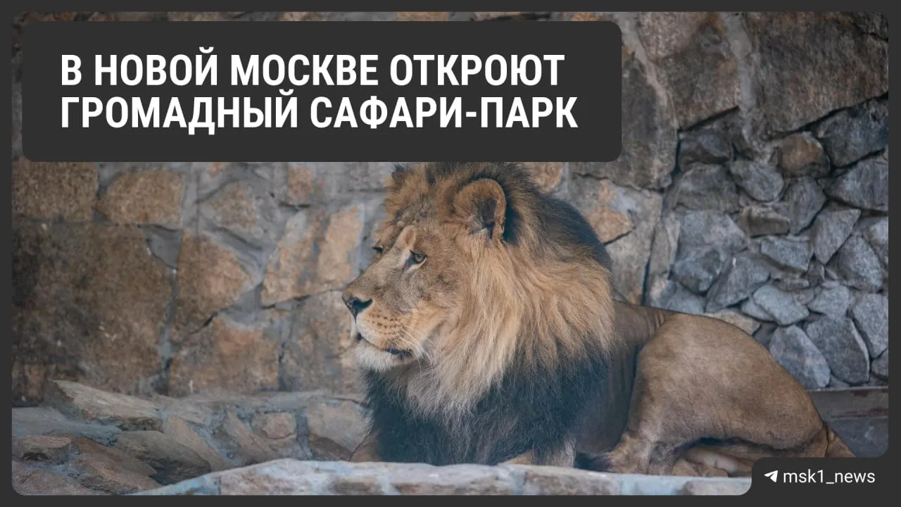 На Калужском шоссе 15 мая откроют сафари‑парк площадью 56 гектаров с львами, океанариумом и детской зоной; взрослый билет — 2 500 ₽, для малышей до 5 лет вход бесплатный.