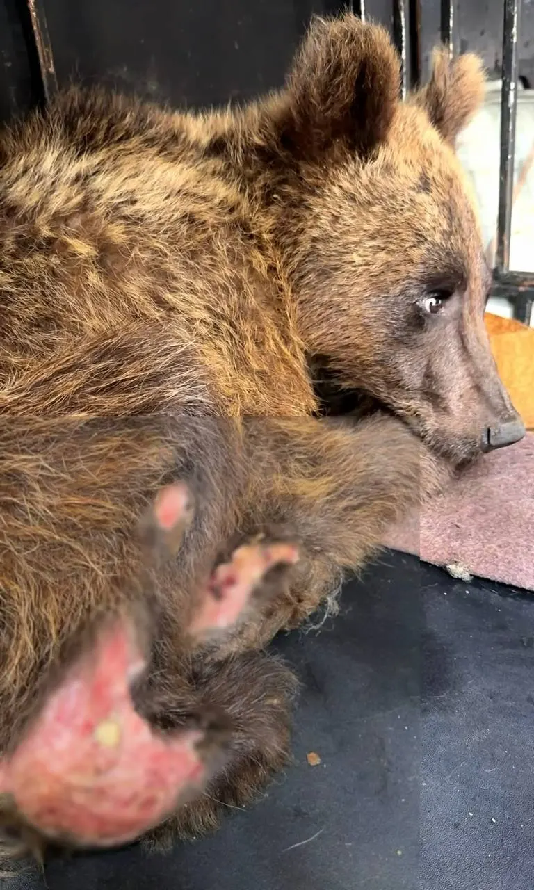 В Сочи животному не смогли полностью помочь — медвежонка в тяжёлом состоянии транспортируют в столицу. Специалисты преодолели несколько тысяч километров, чтобы попытаться его выходить.