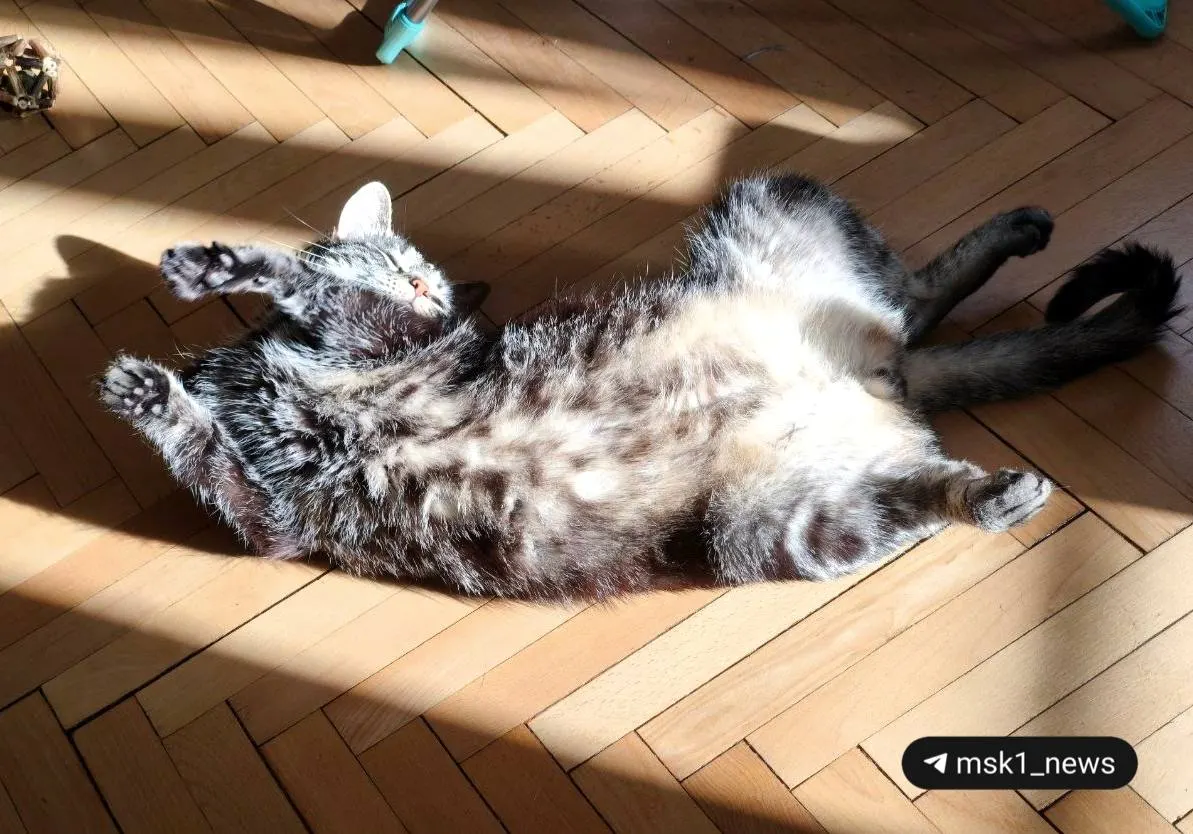 Днём в столице ожидается до +23°C, ветер порывами до 9 м/с. Осадков не предвидится.