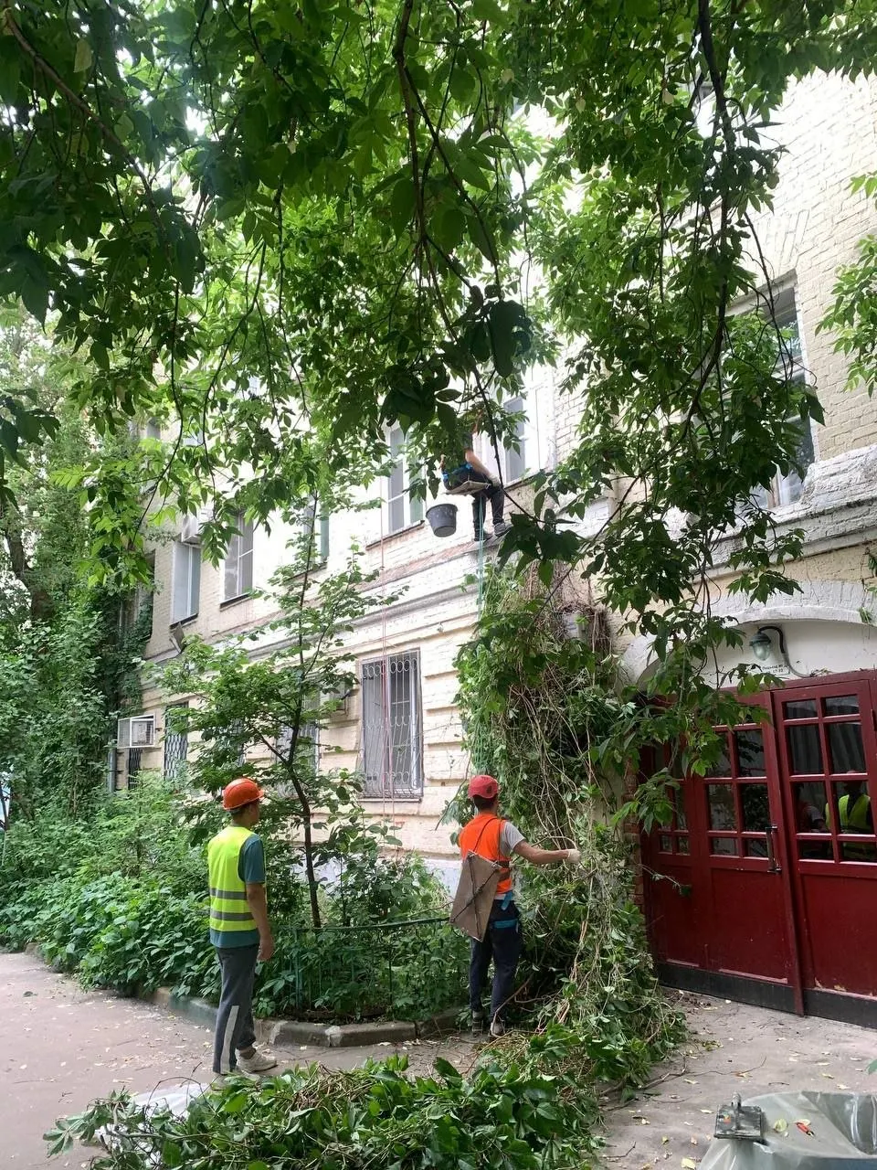 При капитальном ремонте дома на Хитровке рабочие сорвали плети девичьего винограда. Жители пытались спасти растения и направили жалобы в Мосстройнадзор и Следственный комитет из‑за опасений за историческую кирпичную кладку.