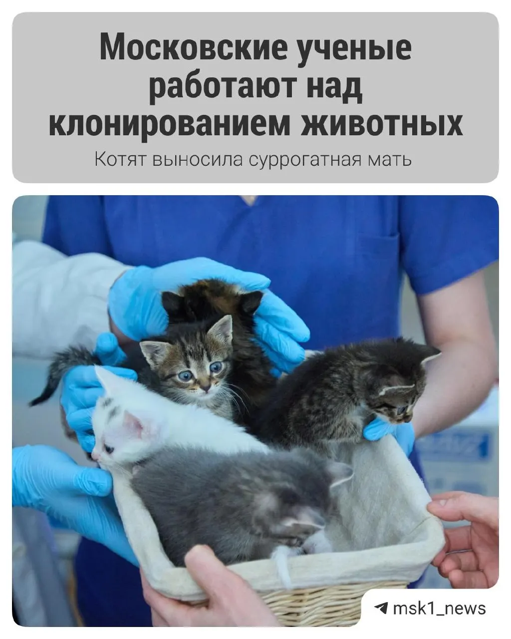 В академии имени К. И. Скрябина получили пять здоровых котят с помощью эмбриотрансфера: в эксперименте участвовали три кошки, две из них выступили суррогатными. Исследователи проверяют методы репродукции для ветеринарии и сохранения видов.