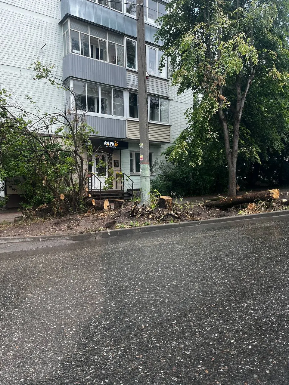 В Калуге участились случаи вырубки взрослых лип и кленов. Горожане задаются вопросом, хватит ли замены молодыми посадками и не превратится ли город в «бетонную пустыню».