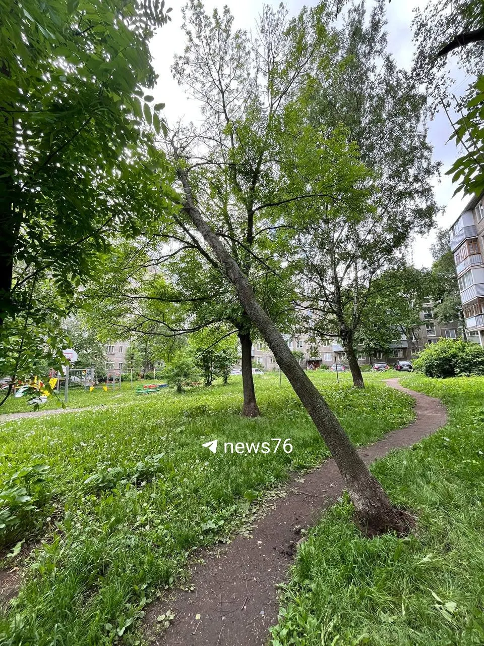 Дерево, вырванное с корнями у домов 126, 126а и 126б, держится на соседних ветвях и угрожает детской площадке. Жильцы жалуются, что диспетчерская обещала убрать его в течение суток, но проблему не решили.