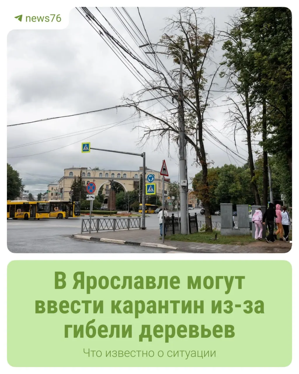 Россельхознадзор сообщил о появлении ясеневая изумрудная узкотелая златки в регионе; проводятся мониторинг и отбор возможных карантинных зон.