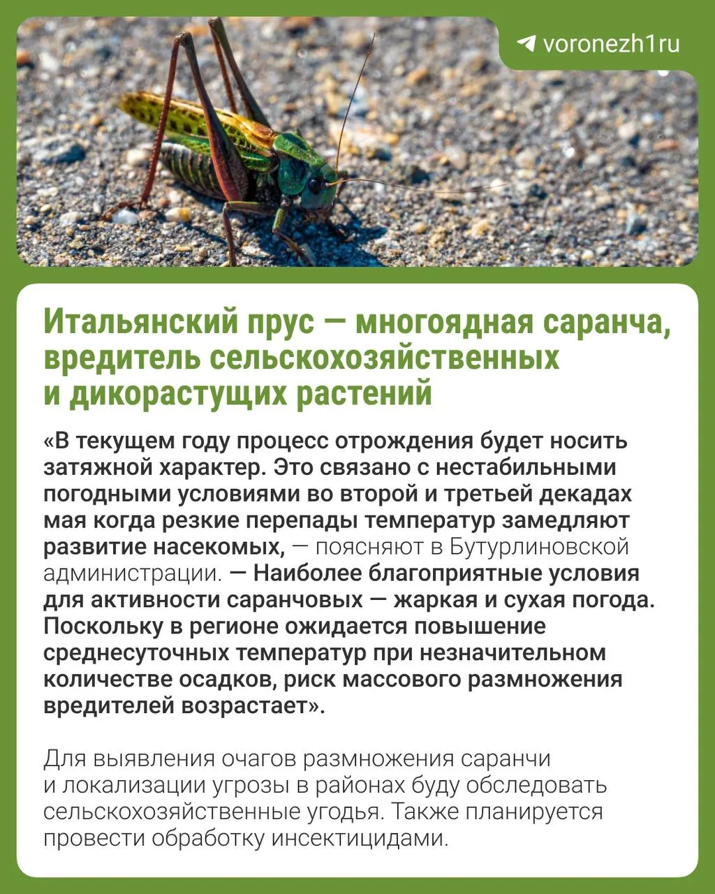 В нескольких районах региона ожидается массовое вылупление личинок саранчи; под угрозой — сельскохозяйственные угодья.