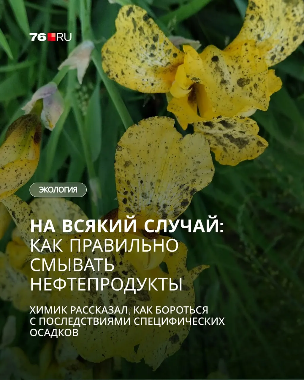 Жители региона зафиксировали тёмные осадки после пожара в Рыбинске. Эксперты объясняют, что это сажа, и дают практические советы по удалению нефтепродуктов с кожи, одежды и шерсти животных.