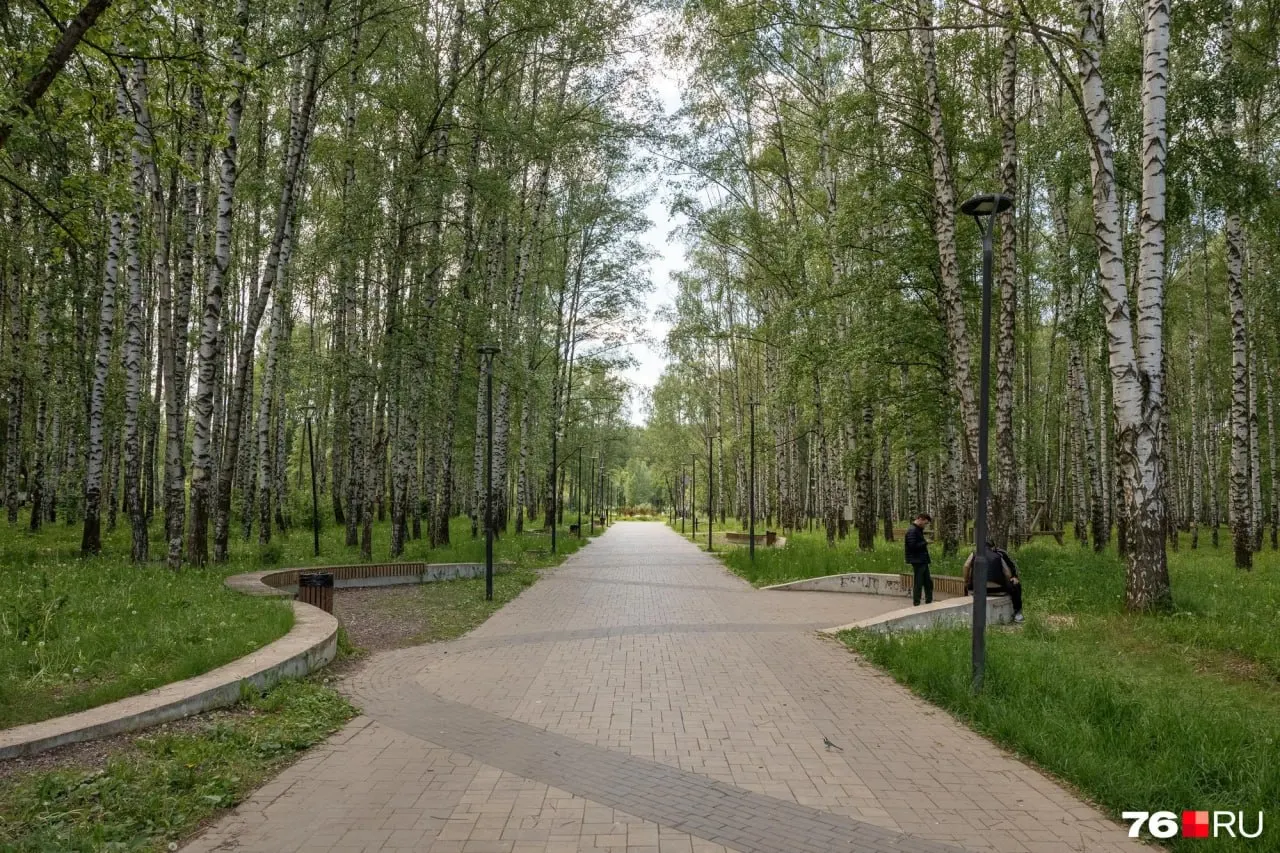 Благоустройство парка Судостроителей в Ярославле началось в 2024 году, первый контракт на 92,545 млн руб. был расторгнут. Сейчас на завершение работ выделили 29,3 млн руб. Мы прогулялись по зоне у пруда во Фрунзенском районе и оценили текущее состояние парка.