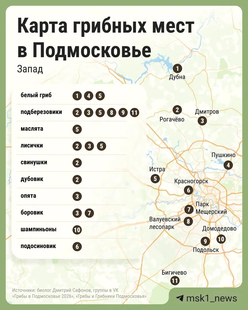 В лесах Московской области в начале лета начался массовый выход грибов. Рассказываем, в каких районах сейчас собирают белые, лисички, маслята и другие виды.
