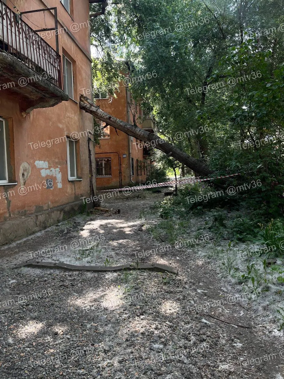 У дома №38 уже несколько дней лежит большой ствол — жители жалуются, что власти ограничились только оградительной лентой, хотя в мэрии планировали вырубку аварийных деревьев.