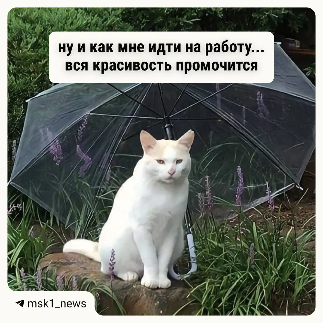 В&nbsp;Москве вернутся дожди: краткосрочный прогноз на&nbsp;24–28&nbsp;июня