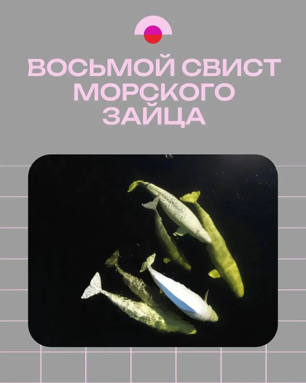 Режиссёр Владимир Марин снял 27‑минутный фильм о работе океанологов в Архангельской области: редкие звуковые записи тюленей, полевые измерения и ночные выезды на лёд.