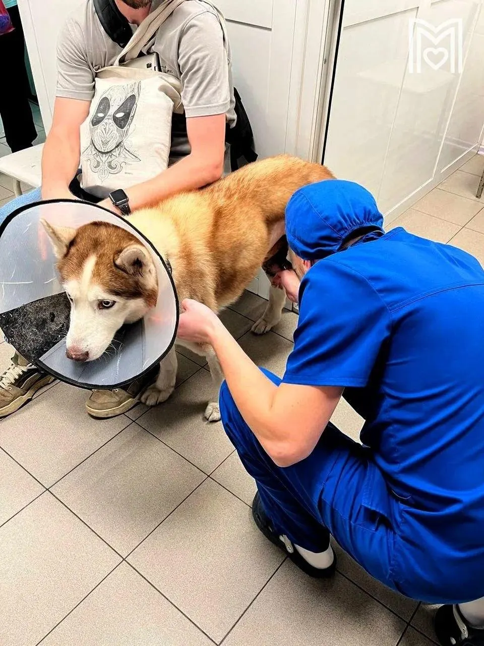 В собаке удалили опухоли на бедре и семеннике, провели кастрацию и пересадку лоскутов кожи; сейчас заживление проходит по плану.