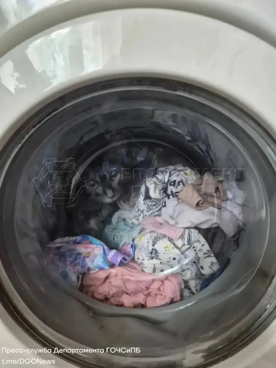 Котёнок залез в барабан, хозяйка остановила стирку, но дверца заблокировалась — открыть машину помогли спасатели. Животное не пострадало, лишь немного промокло.