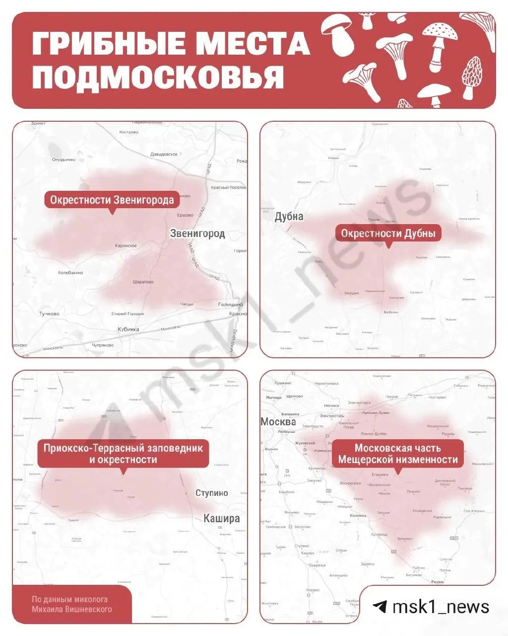 Миколог назвал леса Подмосковья, где сейчас самый хороший урожай грибов, и перечислил встречающиеся виды.