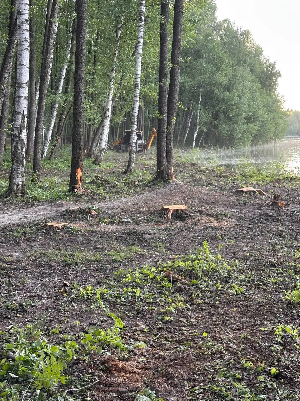 Проверка показала незаконную вырубку деревьев и свалку на особо охраняемой территории Сегденского озера в Рязанской области. Прокуратура требует от приставов добиться исполнения судебного решения о создании охранных зон.
