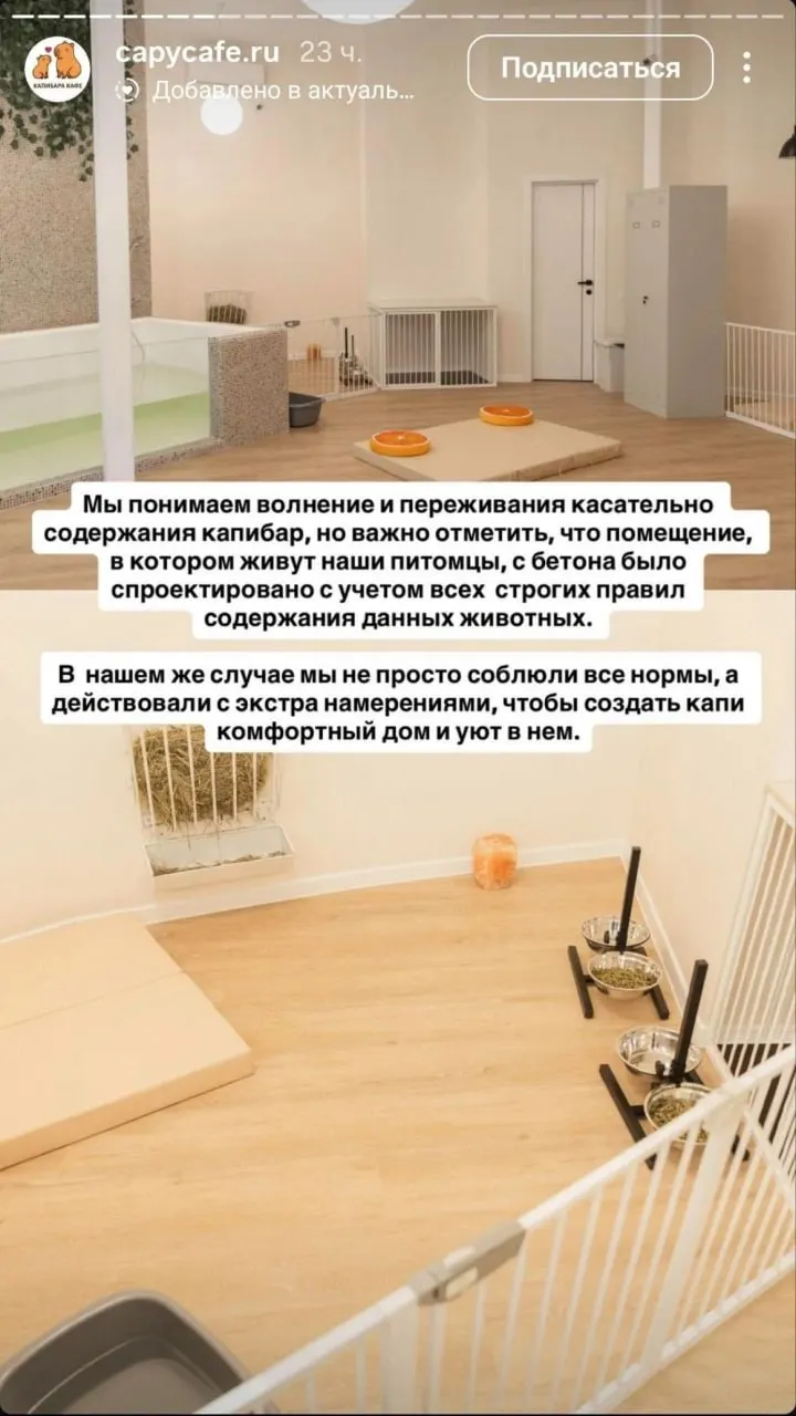 В столичном кафе с капибарами разгорается спор между зоозащитниками и владельцами заведения: обвинения в жестоком обращении остаются без подтверждений.