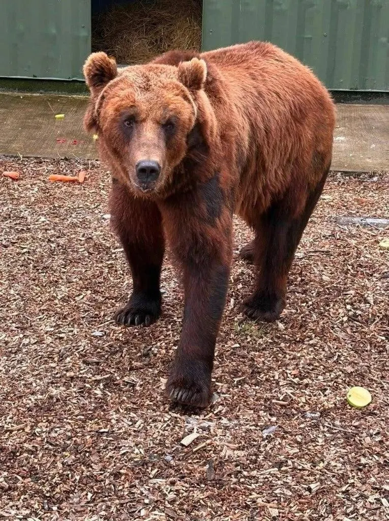 После судебного решения Бу и Тяпа переехали в заповедник Wild Ireland в графстве Донегол; ранее они находились в Дагестане и были вывезены через Москву и ОАЭ.