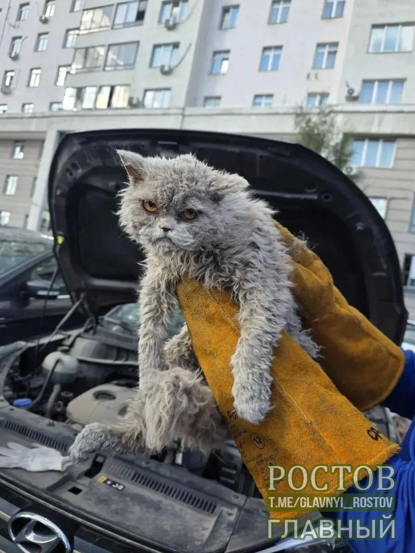 Пушистый кот застрял под капотом автомобиля и был извлечён спасателями.