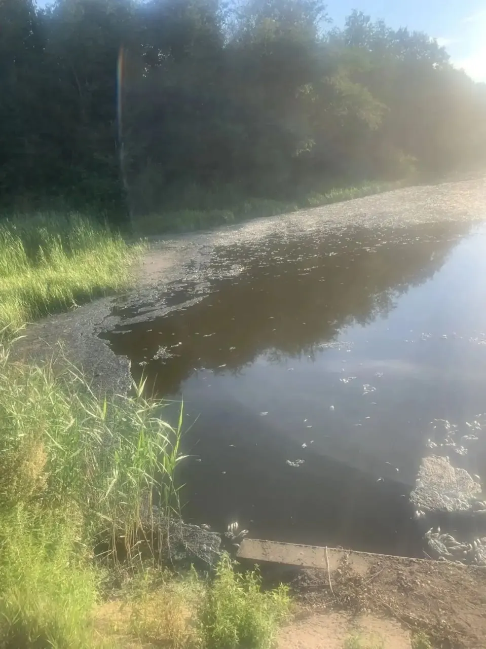 Исследования выявили застой воды и снижение кислорода; на участке отмечено скопление водорослей; промышленные сбросы не зафиксированы.