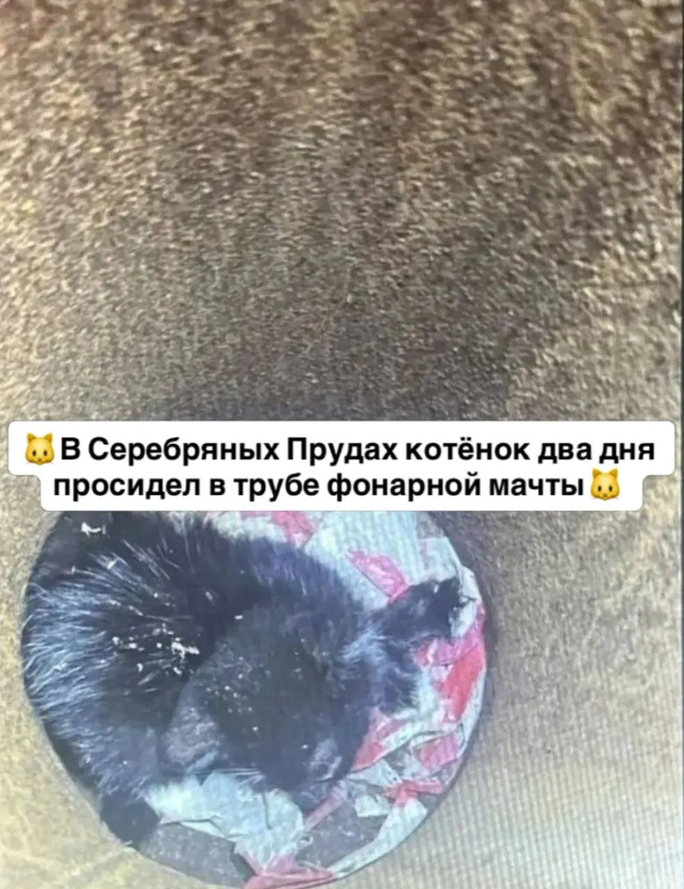 Котёнок застрял в трубе фонарного столба в Серебряных Прудах и был извлечён с помощью смартфона и строительного пылесоса; животное не пострадало.