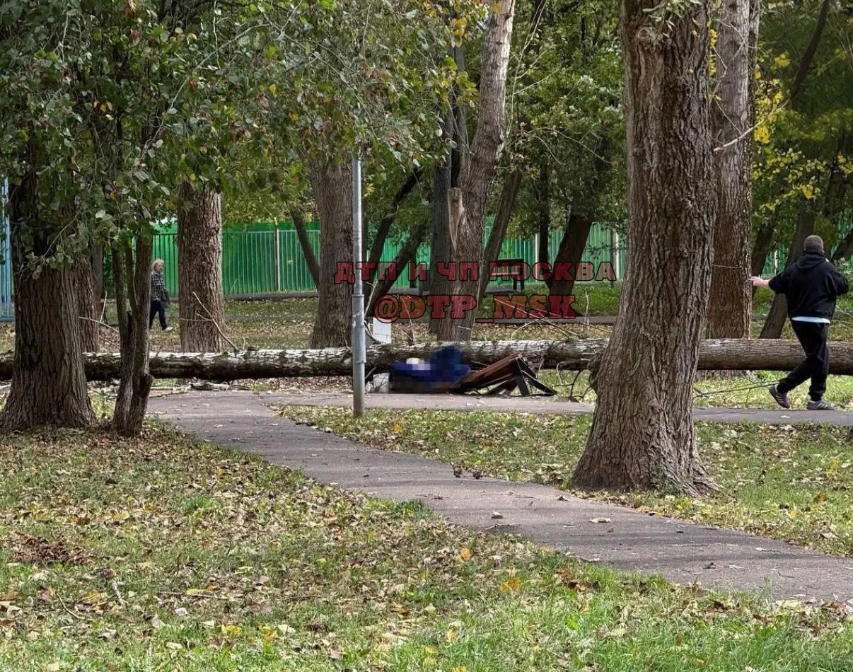 На западе Москвы сильный ветер с порывами до 13 м/с стал причиной гибели пенсионера, когда дерево упало на него на Витебской улице.