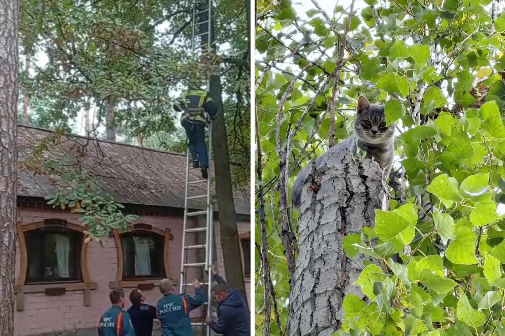 В Воронеже двух котов сняли с деревьев за один день: одного — спасатели, другого — горожане своими силами.