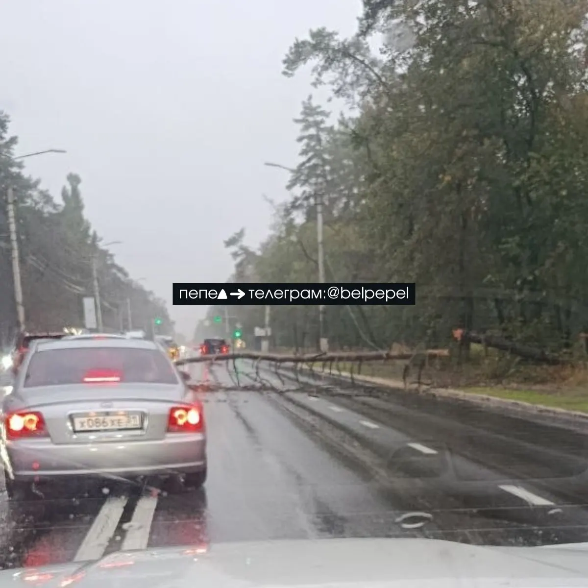 Из-за непогоды в Белгороде частично отключено электроснабжение: без света остаются несколько улиц, в том числе Щорса; восстановление ожидается к 10:00; на Волчанской упало дерево на дорогу.