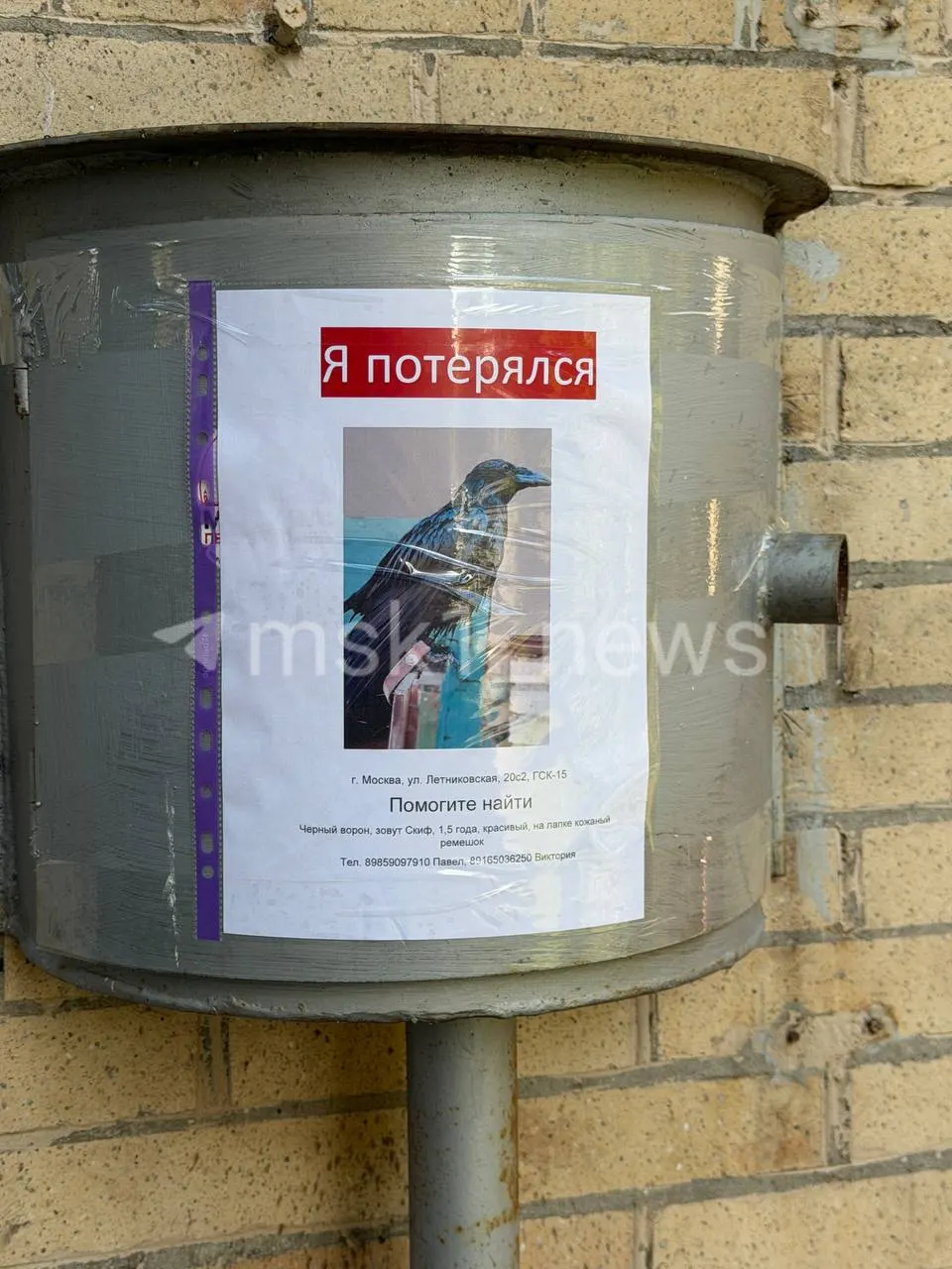 Хозяин ищет пропавшего пернатого друга: на лапах у Скифа два ремешка, один с номером телефона, птица исчезла во время прогулки.