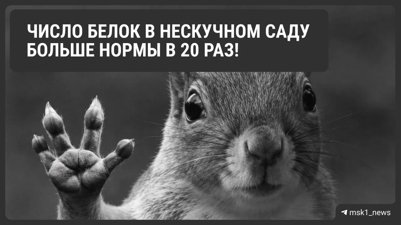 В Москве ведут учет парковых белок: в городе насчитывается свыше ста зверьков, активно запасающих орехи на зиму.