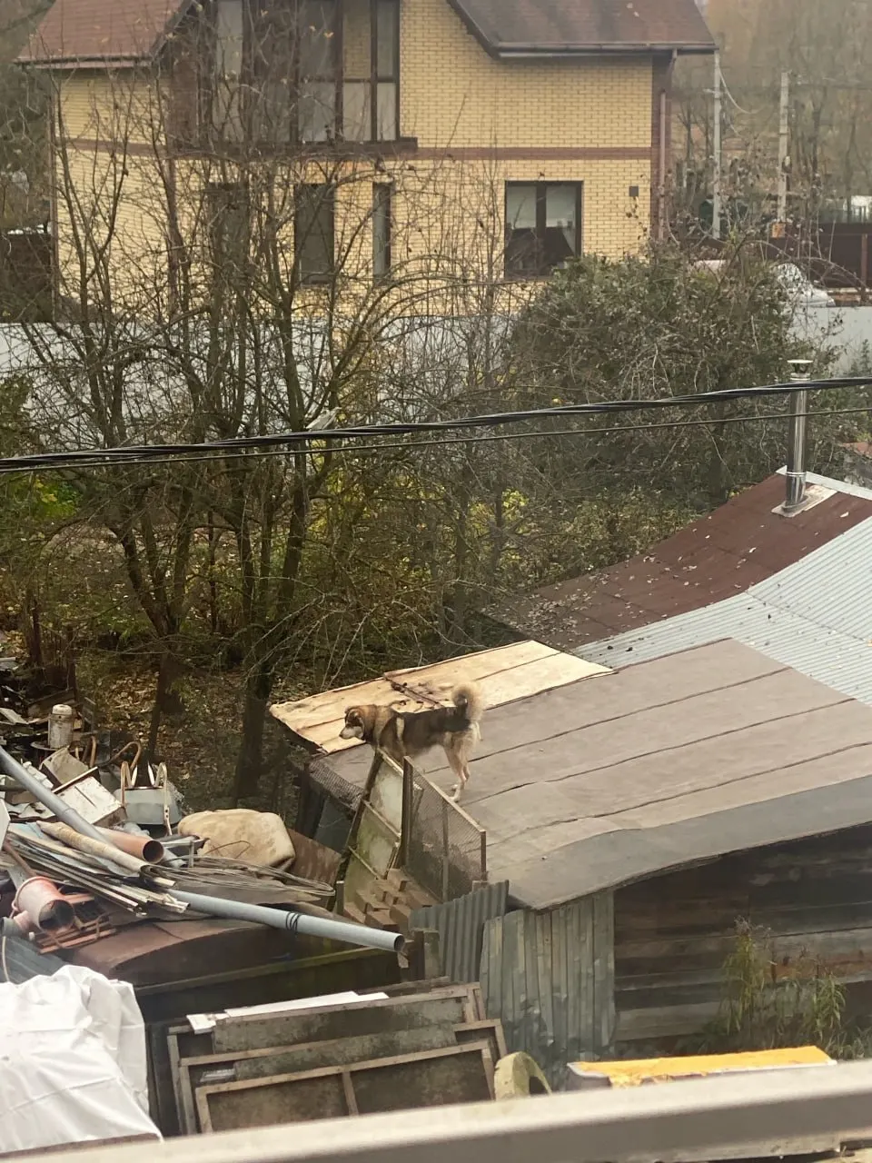 Жители Заволжского района спасли собаку, застрявшую на крыше, организовав лестницу и оказав помощь.