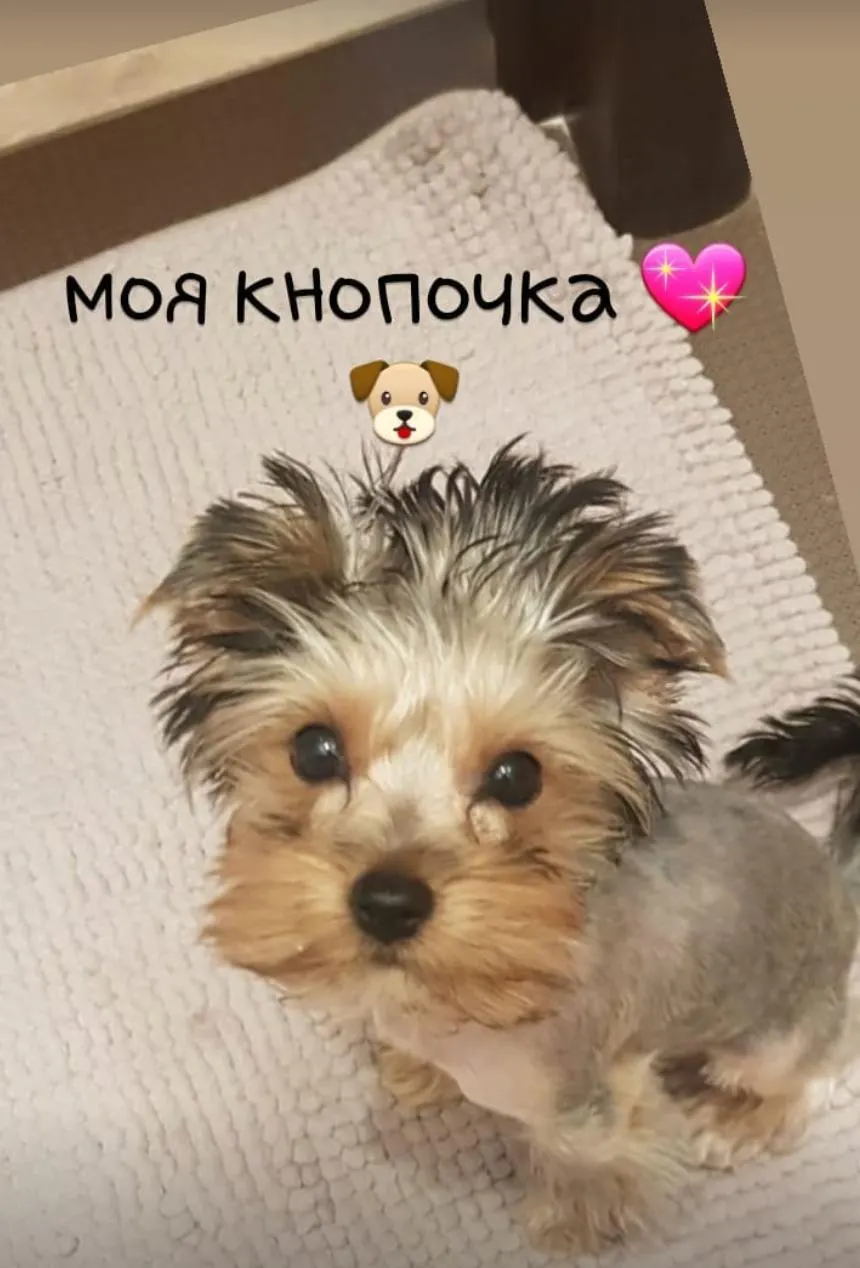Собака участницы реалити умерла во время плановой стерилизации в московской ветклинике; владелица обратилась в полицию, клиника утверждает, что подобные случаи встречаются.